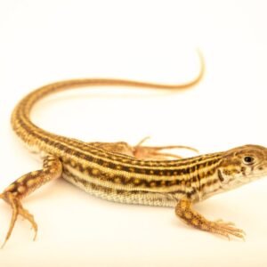 Leopard fringe-toed lizard (Acanthodactylus pardalis) for sale