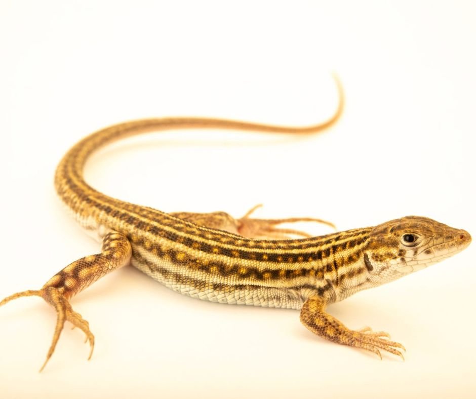 Leopard fringe-toed lizard (Acanthodactylus pardalis) for sale
