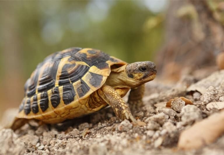 Egyptian tortoise (Testudo kleinmanni)