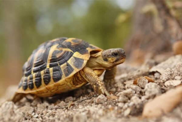 Egyptian tortoise for sale