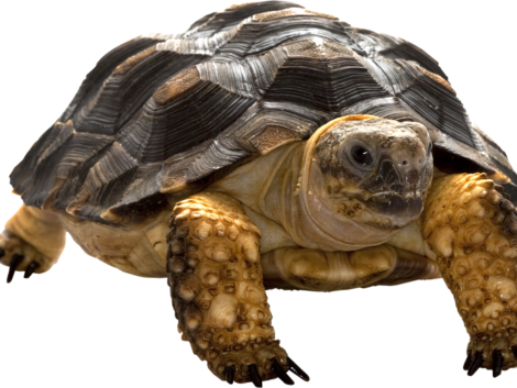 pngimg.com - turtle_PNG68