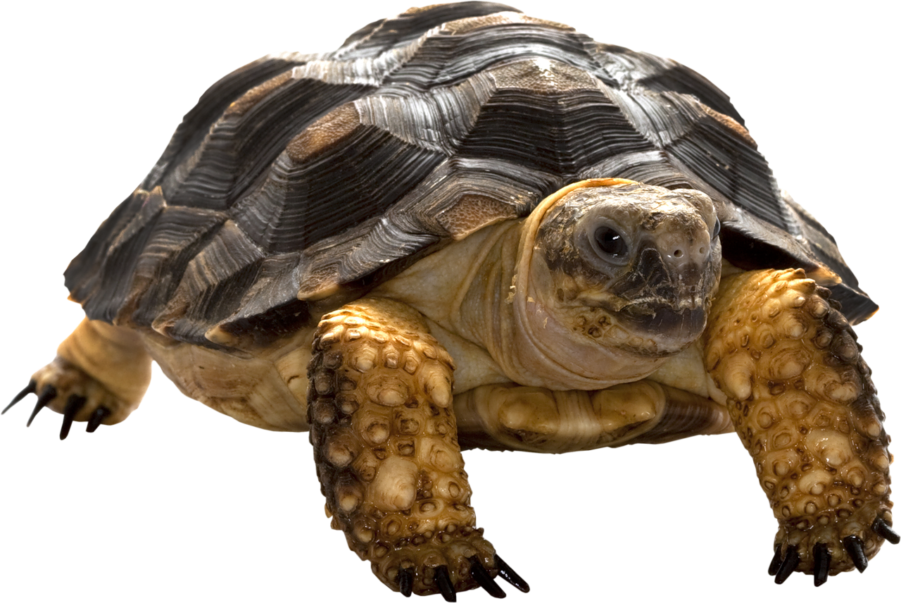 pngimg.com - turtle_PNG68