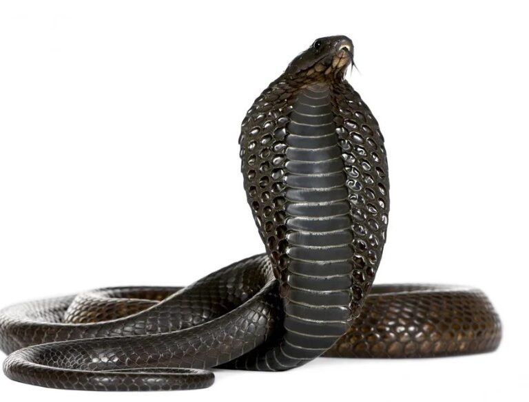 Egyptian cobra (Naja haje)