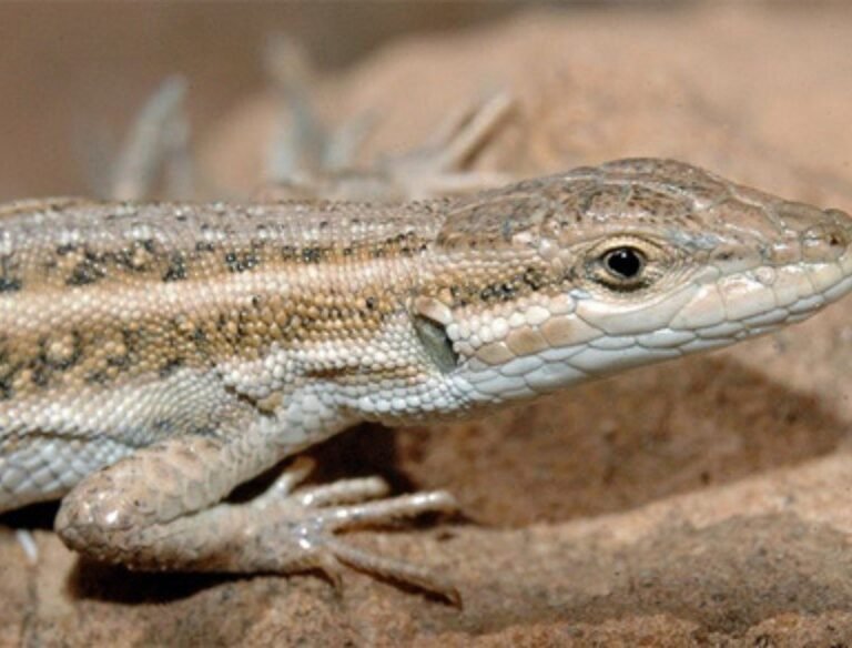 Olivier's sand lizard (Mesalina olivieri)