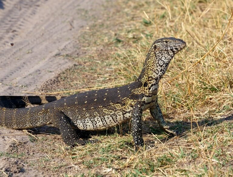 Nile monitor (Varanus niloticus)