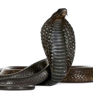 Egyptian cobra (Naja haje) for sale