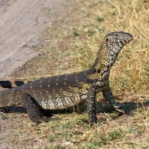 Nile monitor (Varanus niloticus) for sale