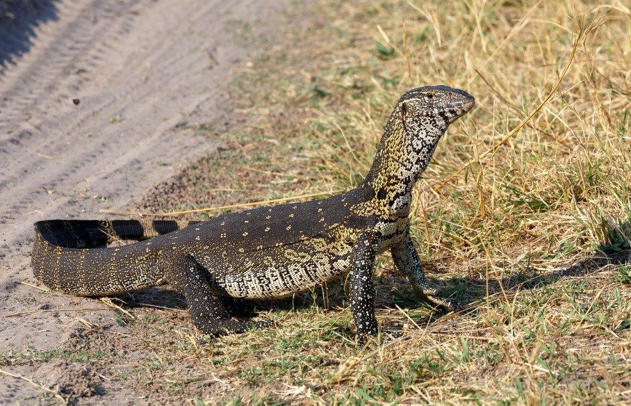 Nile monitor (Varanus niloticus) for sale