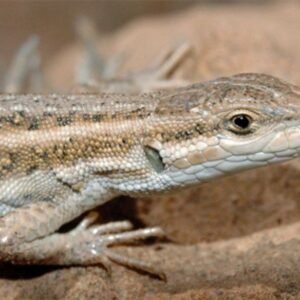 Olivier's sand lizard (Mesalina olivieri) for sale