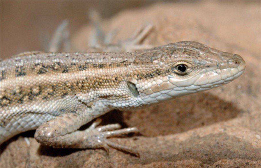 Olivier's sand lizard (Mesalina olivieri) for sale