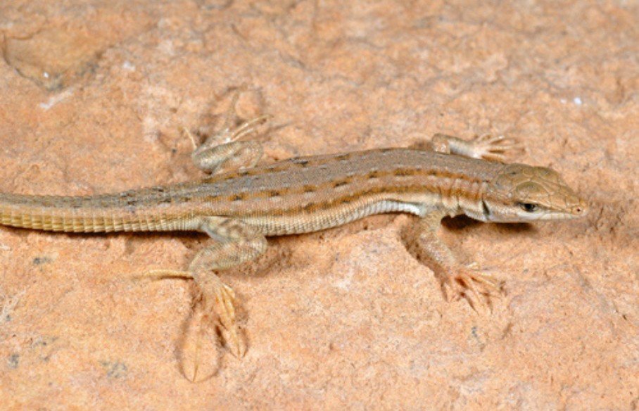 Olivier's sand lizard (Mesalina olivieri), photo 2