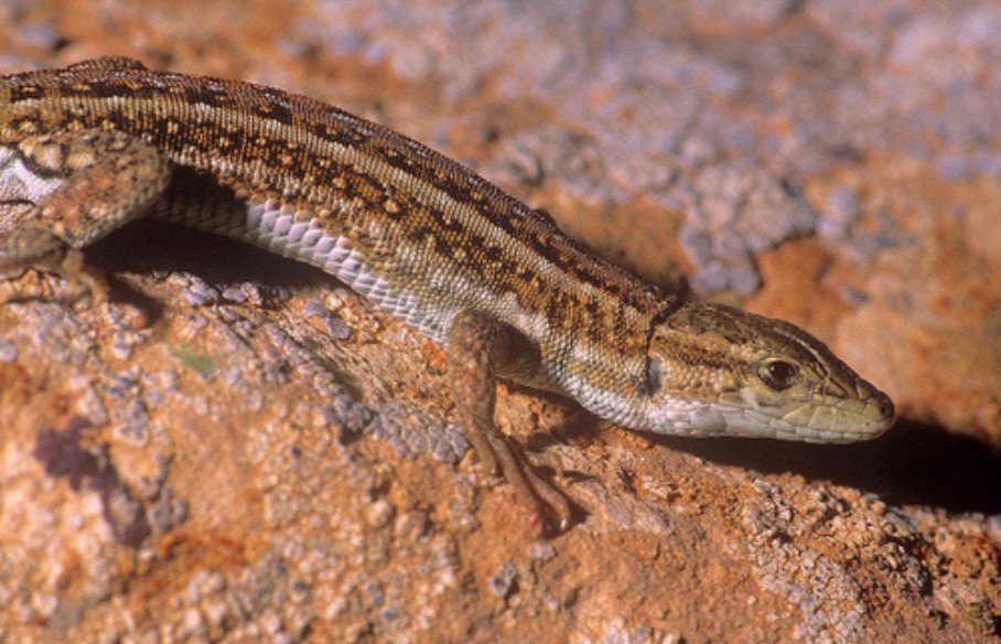 Olivier's sand lizard (Mesalina olivieri), photo 3