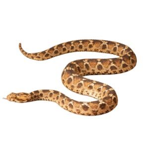 Saw-scaled viper (Echis pyramidum) for sale