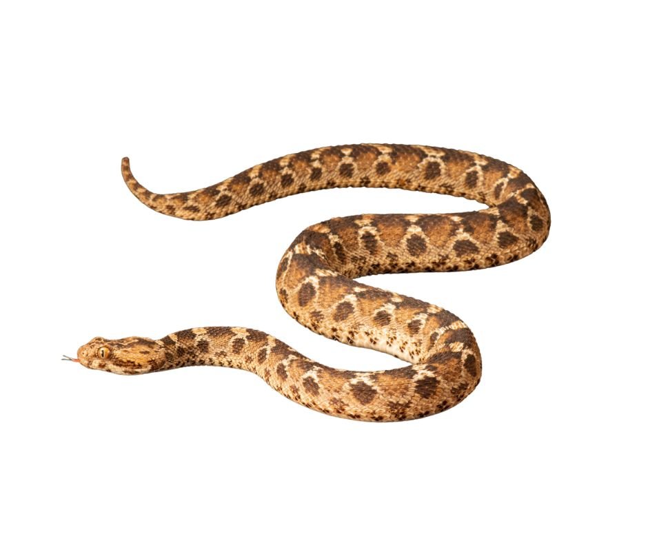 Saw-scaled viper (Echis pyramidum) for sale