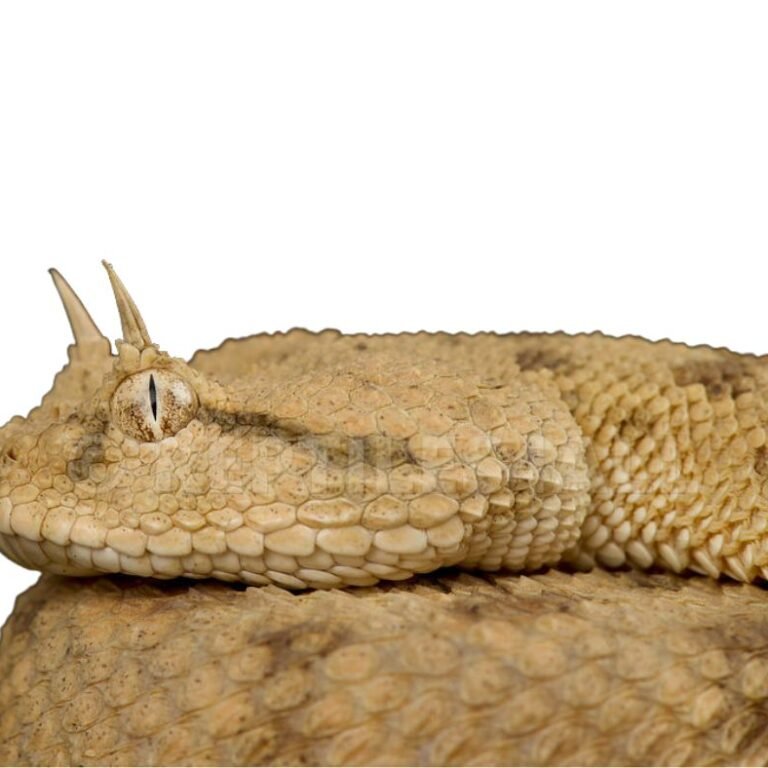 Saharan horned viper (Cerastes cerastes)