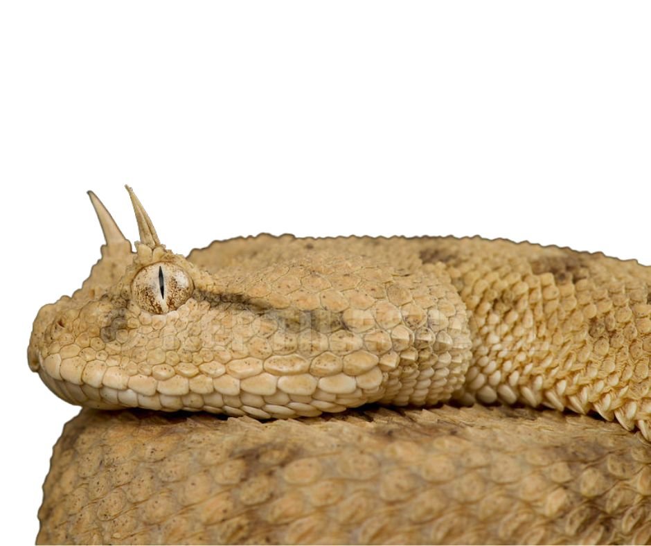 Saharan horned viper (Cerastes cerastes) for sale