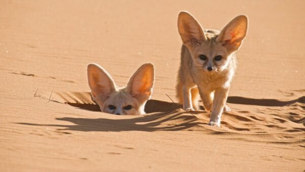 Fennec Fox for Sale - Image 4