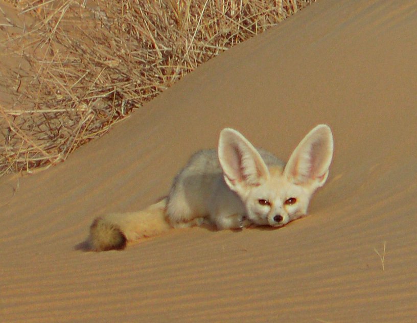 Fennec fox (Vulpes zerda) in the desert