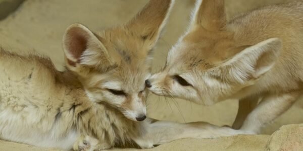 Fennec Fox for Sale - Image 3