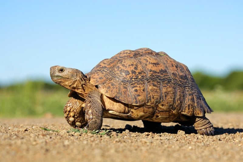 Large tortoise standing on open sandy terrain