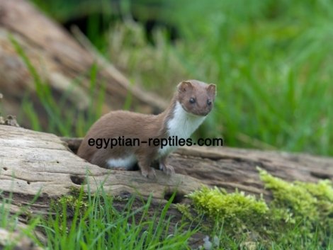 Egyptian Weasel for Sale