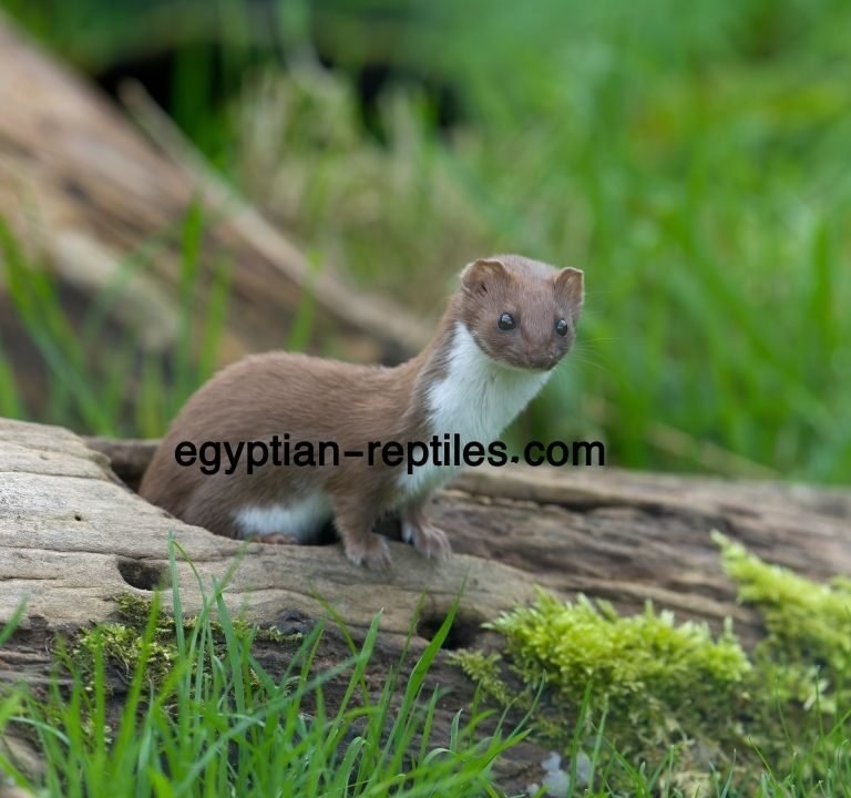 Egyptian weasel