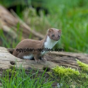 Egyptian weasel (Mustela subpalmata) for sale