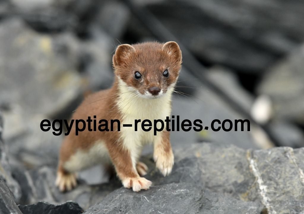 Egyptian Weasel for Sale